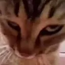 catstare