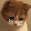 meow_sad_cat