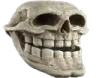 TrollSkull