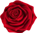 Red Rose red_rose Discord Emoji