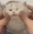 squishygatito