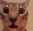 shockedcat