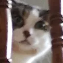 5191catpeekingworry Discord Emoji