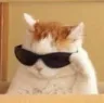 coolcat coolcat