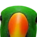 parrotstare
