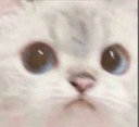 a_CatOwO