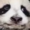 panda Discord Emoji