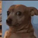 dogstare