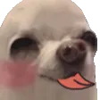 esoGshy_lick_UD