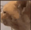 cat_what