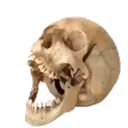 AAA_SKULL
