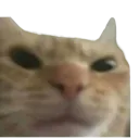 Cat_Mad