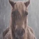sadhorse