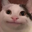 BelugaCat