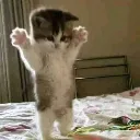 cute_kitten