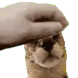 ServalPet
