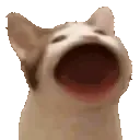popCat