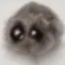 hamser