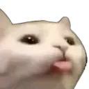 cattoBlrrr