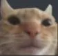 gato