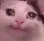 internally_crying_cat