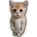 D7_StandingCat