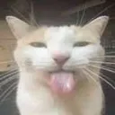 xd