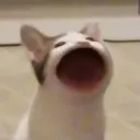 popcat_2 Discord Emoji