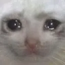 Sadcat