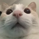 felinereaction