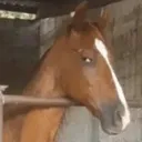thehorse