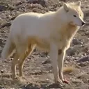 greywolf
