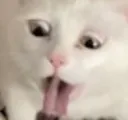 catGag