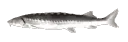 joelspin