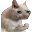 sadkitty sadkitty