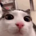 catstare