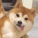 doggo