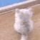 catWaiting