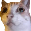 weirdcat weirdcat