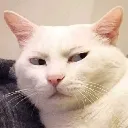 8_catsideeye