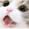 TT_CatHappySmile
