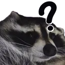 RaccoonConfused