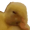 DuckNo
