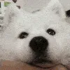 BoopNose