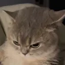 AngryKat