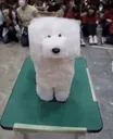 tamedwolf