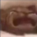 cat_cry
