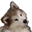 dog_huh