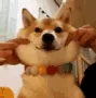 cutedog