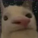 bob